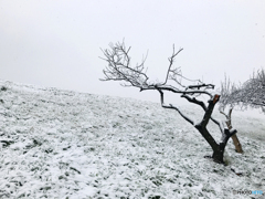 東京は「22豪雪」----⑤