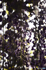 季節は巡る----③