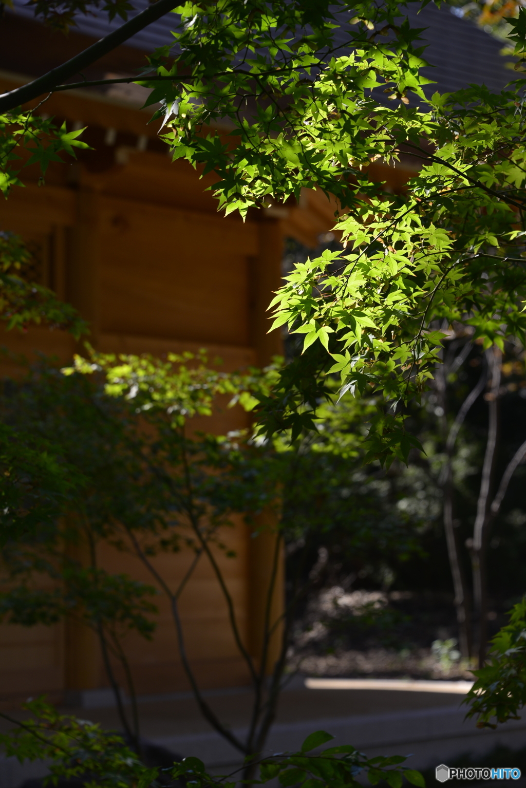 九品仏浄真寺---①