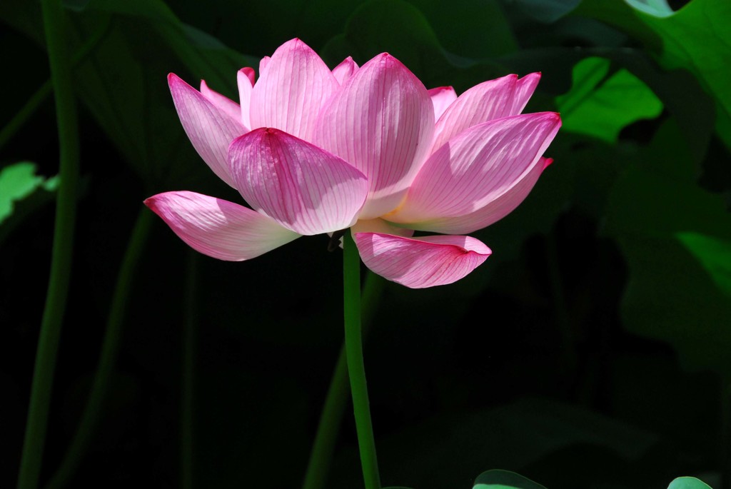 蓮の花---③