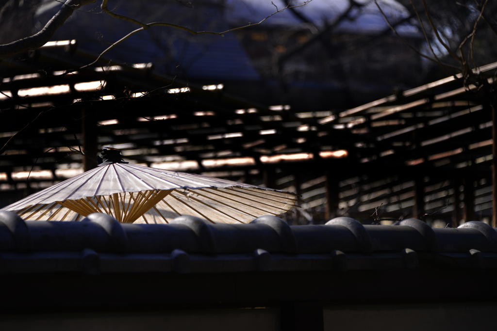 寛永寺の傘---①