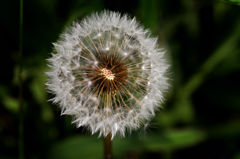 線香花火？---②