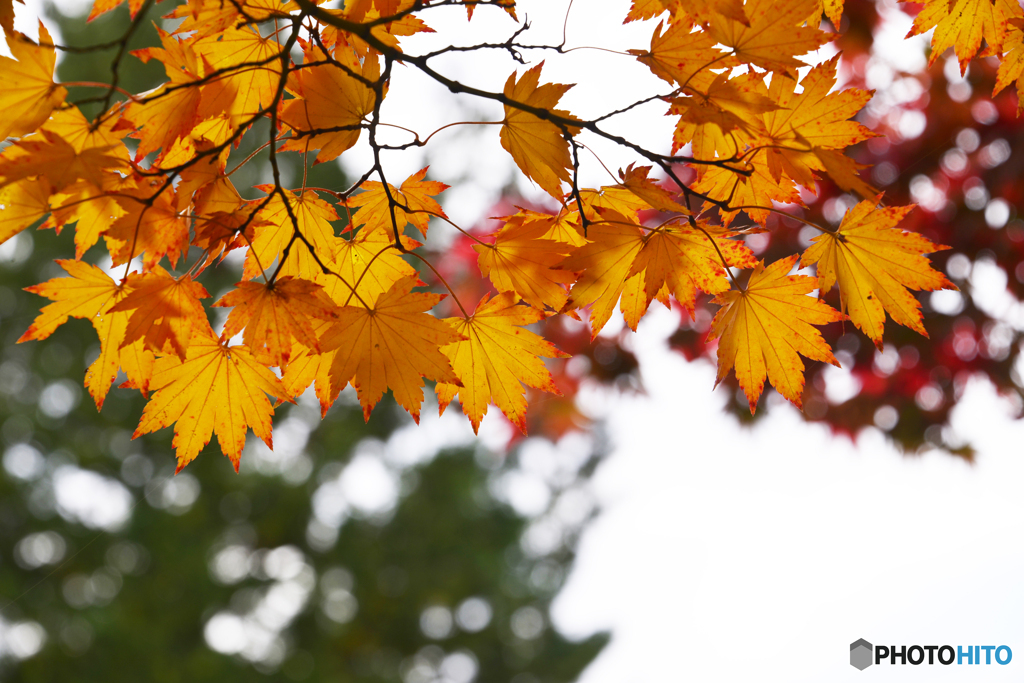 飽きのこない紅葉----②