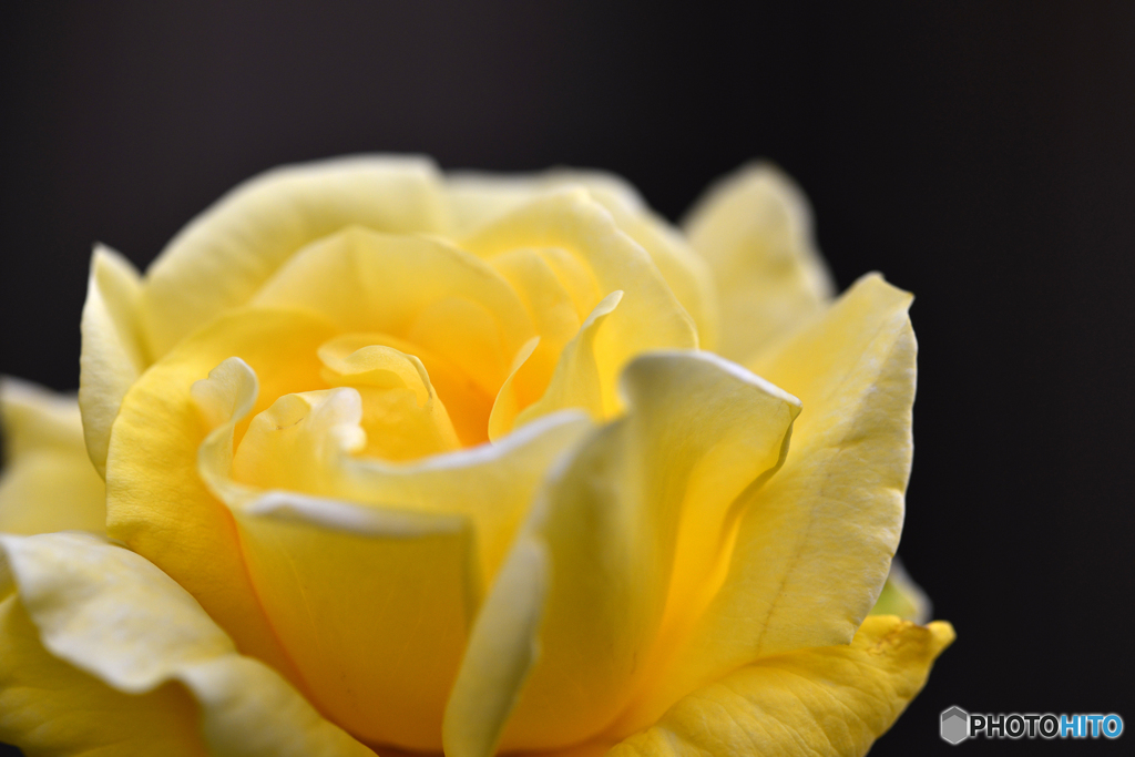 ご近所の花園にて---②