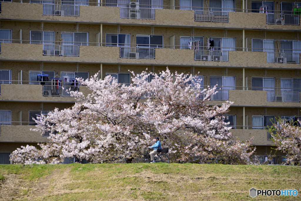多摩川堤の一瞬の春