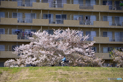 多摩川堤の一瞬の春