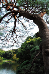 東京・六義園にて---②