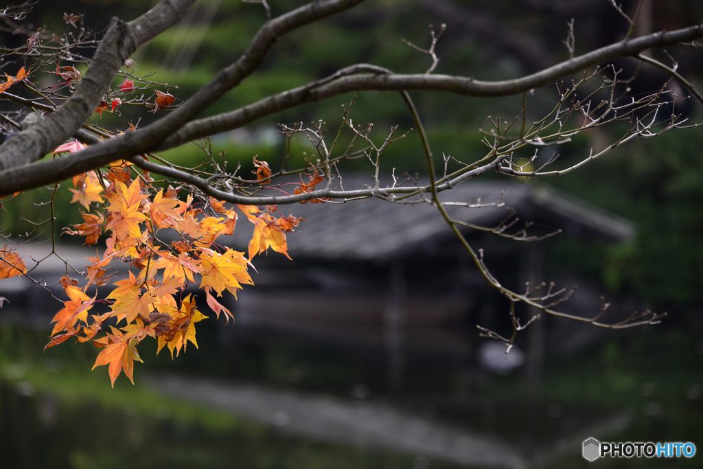 飽きのこない紅葉----④