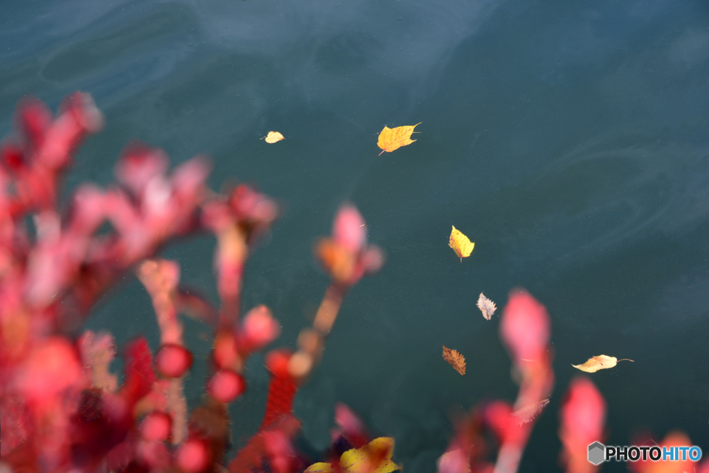 紅葉四景---②