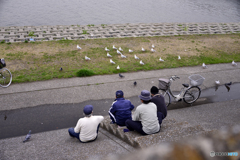 鳩・・・見つめる男たち