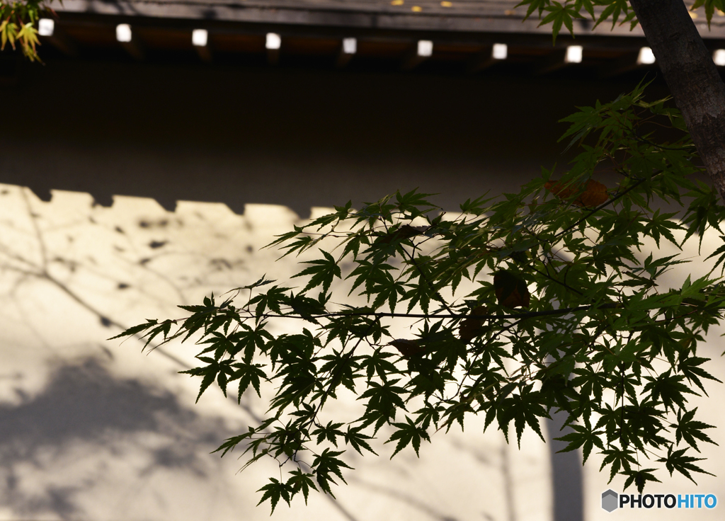 九品仏浄真寺の紅葉---③