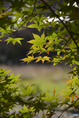 九品仏浄真寺の紅葉---⑬