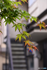 小雨の中、撮ってみました----③