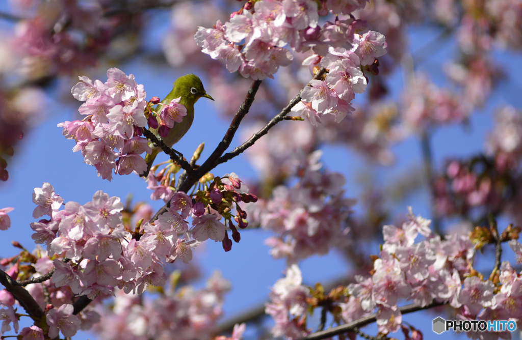 河津桜とメジロくん