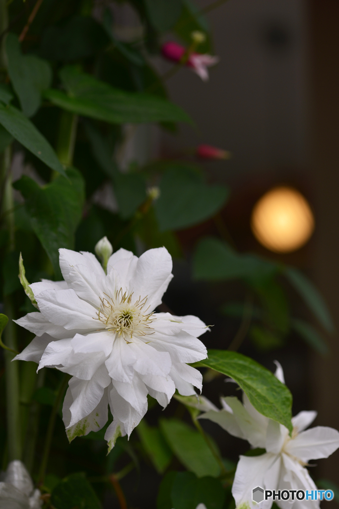 白い花とワンポイント