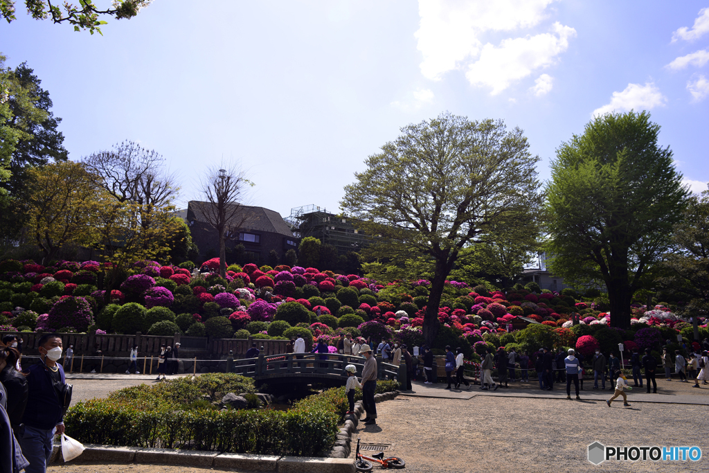 根津神社つつじ祭り----③