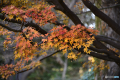 日比谷公園にて秋景----⑧