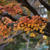 日比谷公園にて秋景----⑧