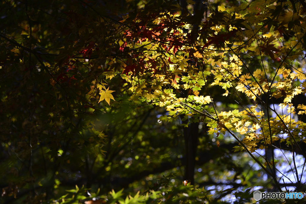 浄真寺の紅葉----⑯