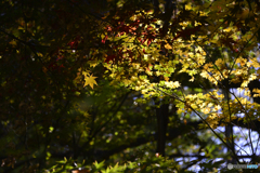 浄真寺の紅葉----⑯