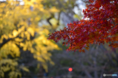 日比谷公園にて秋景----⑪