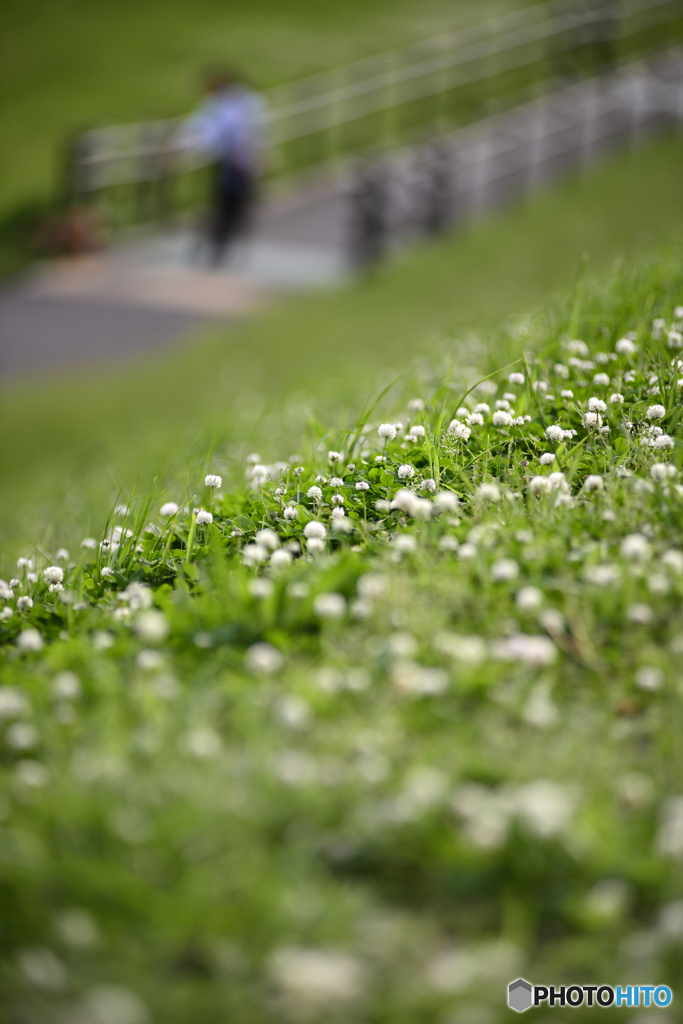 散歩道の草木たち---④