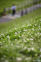 散歩道の草木たち---④