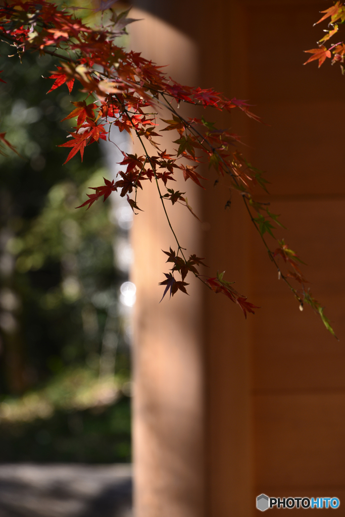 九品仏浄真寺の紅葉----④