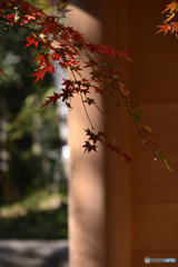 九品仏浄真寺の紅葉----④