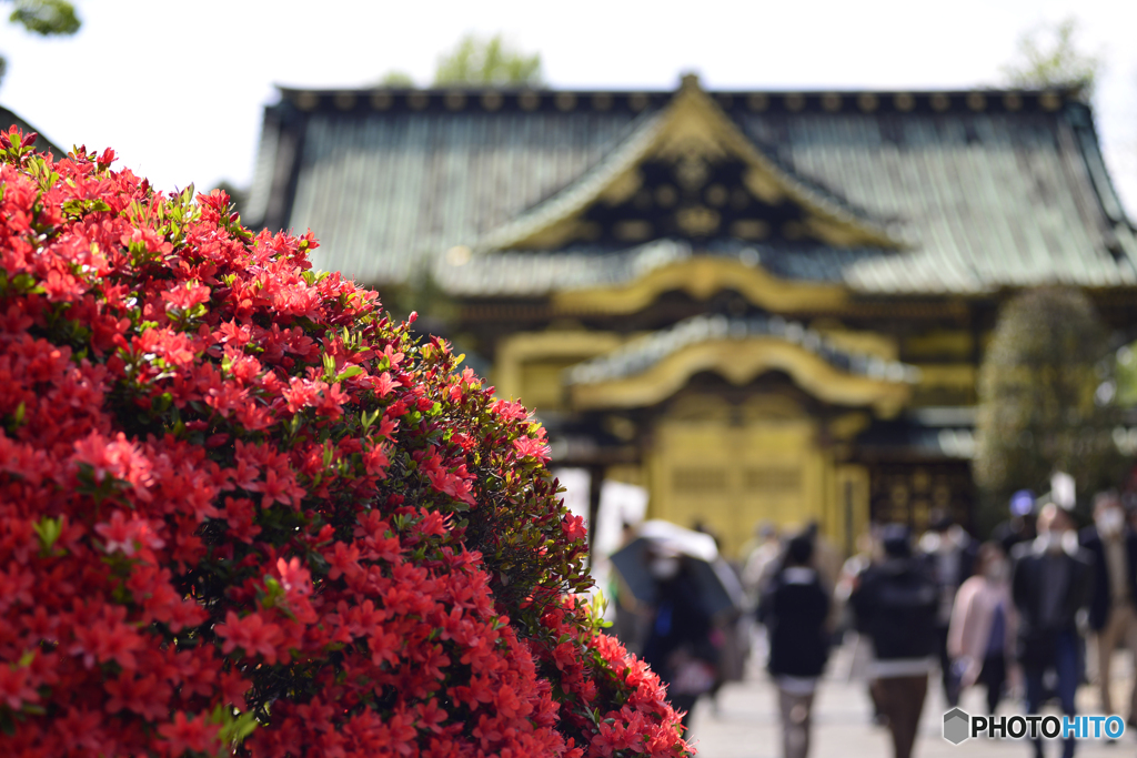 寛永寺のツツジ