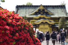 寛永寺のツツジ