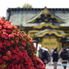 寛永寺のツツジ