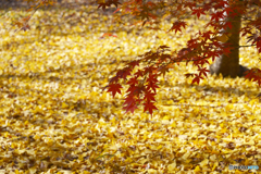 九品仏浄真寺の紅葉---⑲