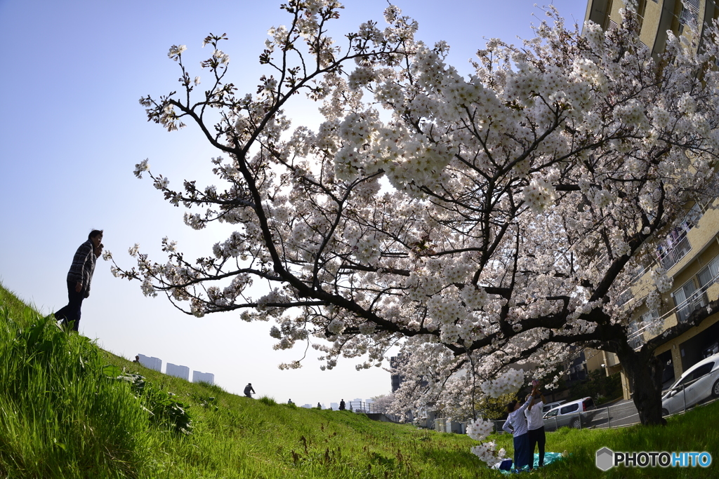 多摩川・春満開---②