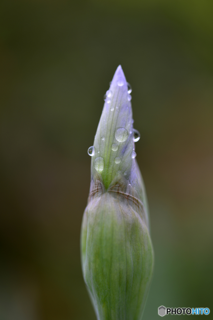 マクロで雨粒を・・・練習---④