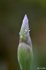 マクロで雨粒を・・・練習---④