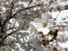 多摩川堤の桜----②