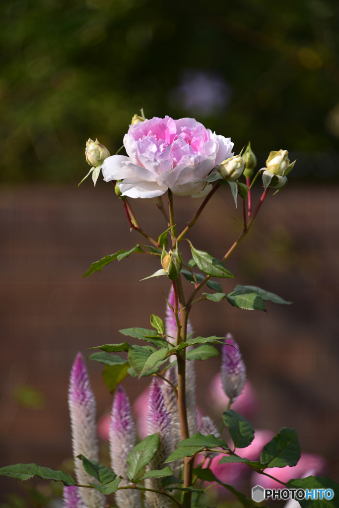 横浜の花たち----③
