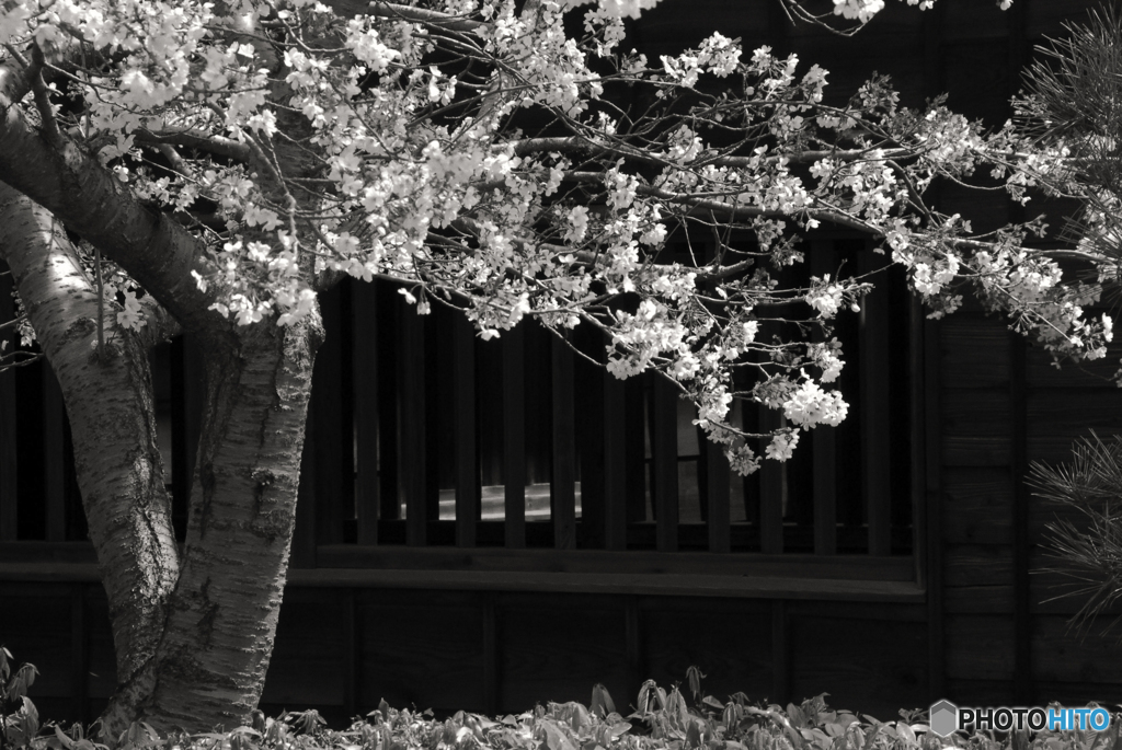 掛川城の桜----③