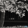 掛川城の桜----③