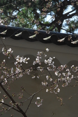 城にも春が---②