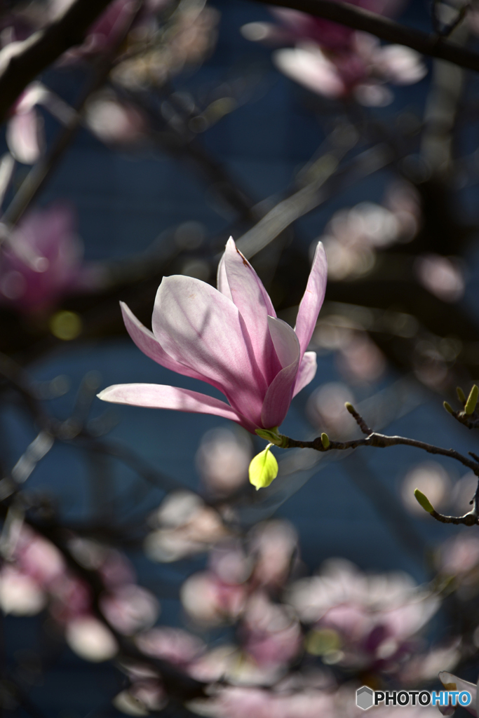 この子、可愛いいでしょ！