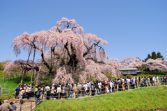 桜の風景---②