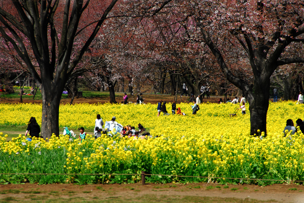 昭和記念公園にて---②