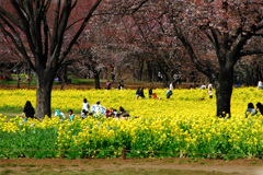 昭和記念公園にて---②