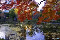 日比谷公園にて秋景----⑨