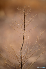 枯れてなお・・・原野
