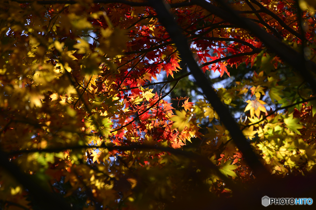 紅葉散歩---⑫