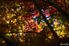 紅葉散歩---⑫