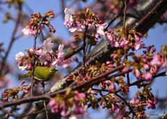 桜のウメジロー----②